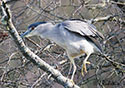 Nycticorax nycticorax